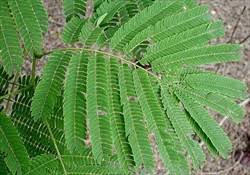 Image result for Cyclocarpa