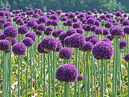 Allium Informed Farmers Allium Flowers Fall Bulb Planting Bulb Flowers