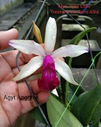 Image result for Vernonia thomsoniana