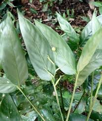 Image result for Marantochloa