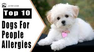Top 10 Dogs That Don T Shed Too Much For People With Allergies Dog Breeds Quiet Dog Breeds Dogs