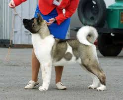 Black And White Akita Puppy For Sale American Akita Female Puppy Puppies For Sale American Akita Akita Puppies