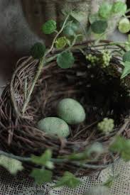 Raindrops And Roses Bird Nest Beautiful Birds Bird Eggs