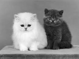 British shorthair cats can have a number of different eye colours. Two Kittens White Chinchilla And British Shorthair Chinchilla Kitten British Shorthair 1920x1440 Wallpaper Teahub Io