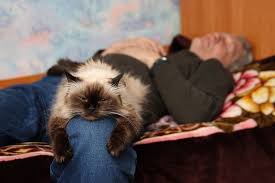 Other Compelling Reasons Why My Cat Sleep On Me Cat Sleeping Cat Behavior Cat Adoption