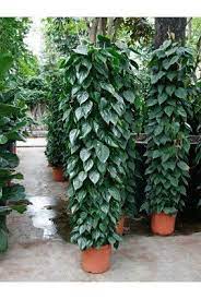 How To Grow And Care For A Philodendron Scandens Heartleaf Philodendron Https Www Houseplant411 Com Houseplant Heartl Plants Tropical Garden Indoor Plants