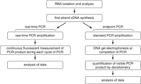 3 1 Comparison Of Endpoint Rt Pcr And Real Time Rt Pcr Both Download Scientific Diagram