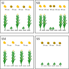 I learned a lot about them, and i share some of that in. Effect Of Planting Patterns On Yield Nutrient Accumulation And Distribution In Maize And Soybean Under Relay Intercropping Systems Scientific Reports