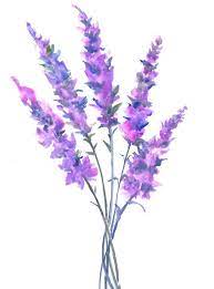 Pin On Watercolor Flowers