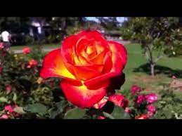 Cada rosa cada pétalo cada aroma y fragancia representan algo significativo. Las 3 Rosas Mas Bellas Del Mundo Youtube