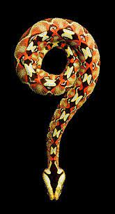 Mark Laita S Vivid Snake Photo Project On Being Bitten By A Black Mamba Snake Photos Reptile Snakes Reptiles And Amphibians