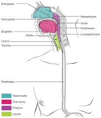 The airway, the lungs, and the muscles of respiration. 23 3 The Mouth Pharynx And Esophagus Anatomy Physiology