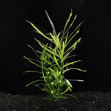 Image result for Pogostemon aquaticus