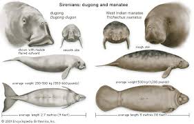 Manatee Vs Dugong What S The Difference Dip N Dive Manatee Dugong Sirenian