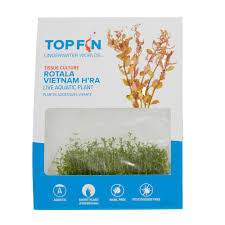 Image result for Rotala fontinalis