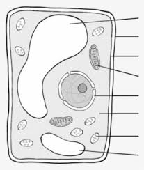 Maybe you would like to learn more about one of these? Plant Cell And Animal Cell Animal Cells That Is Not In Plant Cells Png Image Transparent Png Free Download On Seekpng