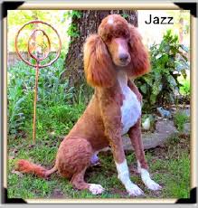 Welcome to our breeder page dedicated to our red standard poodles.these gorgeous red standard poodle breeders are the foundation of our beautiful red standard poodle puppies for sale.poodles come in such an array of beautiful colors but there is something to be admired about the striking beautiful red standard poodles. 35 Parti Color Ideas Standard Poodle Parti Poodle Poodle