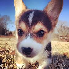 On the off chance that you wish to get a welsh corgi, it's prudent to get it from a corgi raiser. Pin On Corgi Puppies