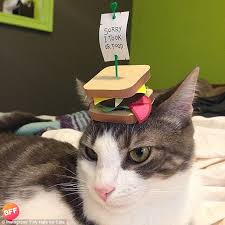 I am always willing to help other photographers. New Instagram Account Tiny Hats On Cats Sees Cute Kitties Showing Off Their Chapeaus Daily Mail Online