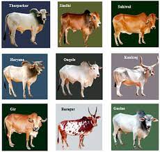 Breeds Of Cattle And Buffalo In India Dairy Cow Breeds Breeds Of Cows Dairy Cows