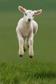 Baby Goat Or Baby Lamb Google Search Animals Baby Animals Cute Animals
