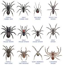 Three Are Deadly Which Is The Sydney Funnel Web Spider Red