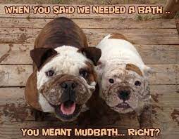 Maybe you would like to learn more about one of these? 14 Best English Bulldog Memes Of All Time