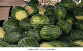 Image result for Cucurbitaceae