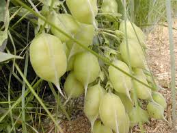 Image result for Voacanga bracteata