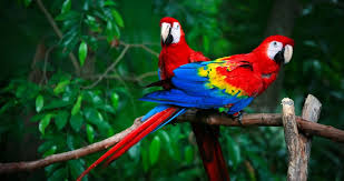 Legal Issues Related To Indian Ringneck Parrots And Alexandria Parrots -  Youtube