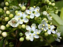 Image result for Ilex mitis