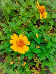 Image result for Sphagneticola trilobata