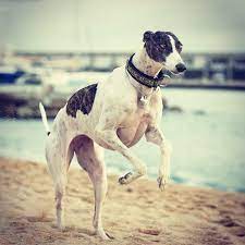 greyhound running fastest dog world speed racing love dogs dog breeds greyhound