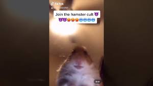 This is hamster cult meme compilation (hamster pfp tik tok meme) by lbuckley. Join The Hamster Cult On Tiktok Youtube