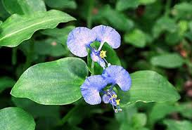 Image result for Commelina bracteosa