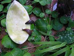 Slugs Get Them Now Or They Ll Get You Oregonlive Com