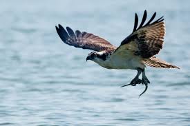 While natural wetlands are known for their complex food webs, constructed wetlands are often simpler, containing reduced levels of biodiversity. Food Web Chesapeake Bay Program