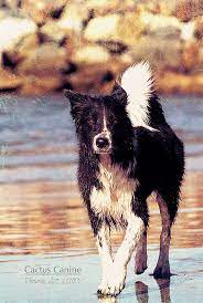 Pin On Border Collies