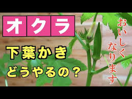 オクラ 下葉かきはどうするの おいしく収穫するポイント 育て方 Youtube