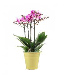 In simboli math\rho = {{\delta m} \over {\delta v}}/math e la unità di misura nel si è mathkg / m^3/math. Piccola Guida Per Coltivare Orchidee In Gel Idroponico