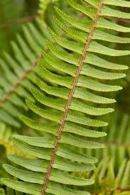 Image result for Nephrolepis