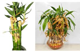If the stem was part of an arrangement. Why Your Lucky Bamboo Plant Is Turning Yellow And How To Save It Plant My Home