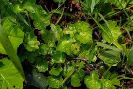 Image result for Hydrocotyle mannii