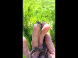 The dusky pigmy rattlesnake is the most common venomous snake in florid, and is responsible for more human snakebite than any other snake. Pin On Non Venomous Florida Snakes