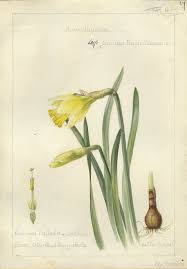 Narcissus Pseudo Narcissus Herts 1905 Botanical Drawings Botanical Flowers Print Botanical Illustration