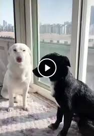 Let Me Hug You Komik Hayvan Komik Hayvan Videolari Ve Komik Kopek Fotograflari