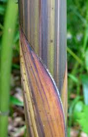 Image result for Justicia phyllostachys