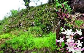 Image result for Setaria sulcata