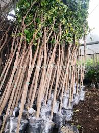 Image result for Thespesia populneoides