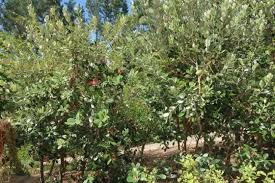 Image result for Feijoa sellowiana